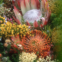 Botanical Fynbos